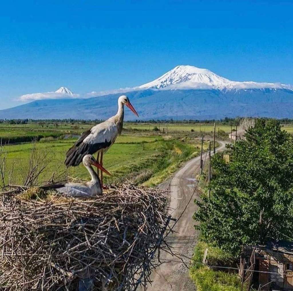 Деревня аистов в Армении