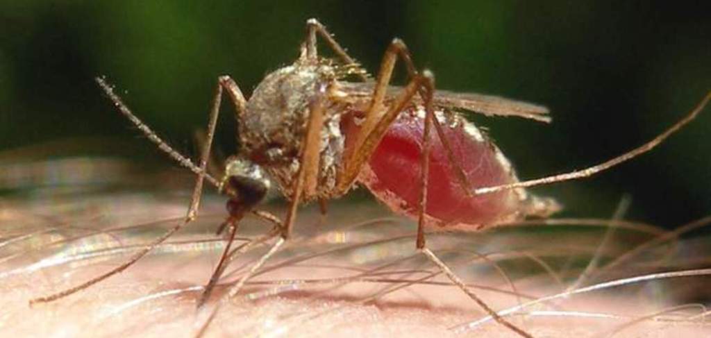 Сколько живут самки. Комар дергунец. Комар Пискун самец. Самец комара. Самка комара.